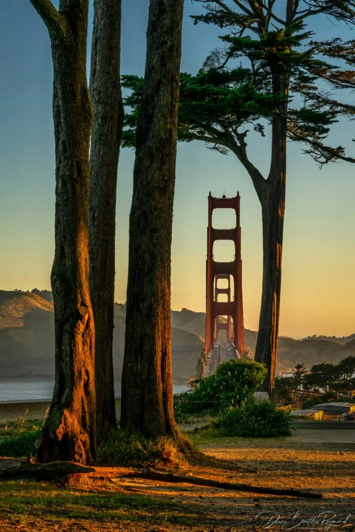 The Golden Gate Bridge framed by tall cypress trees in golden light