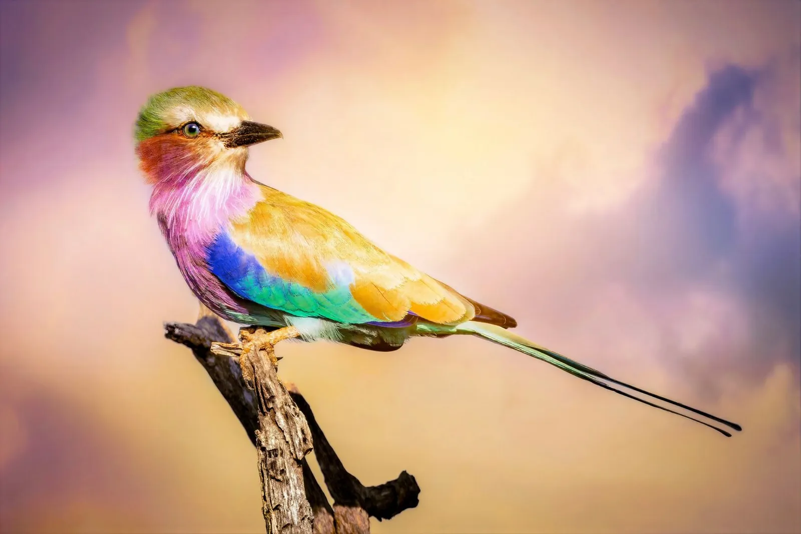 A lilac-breasted roller perched on a branch against a soft pastel sky