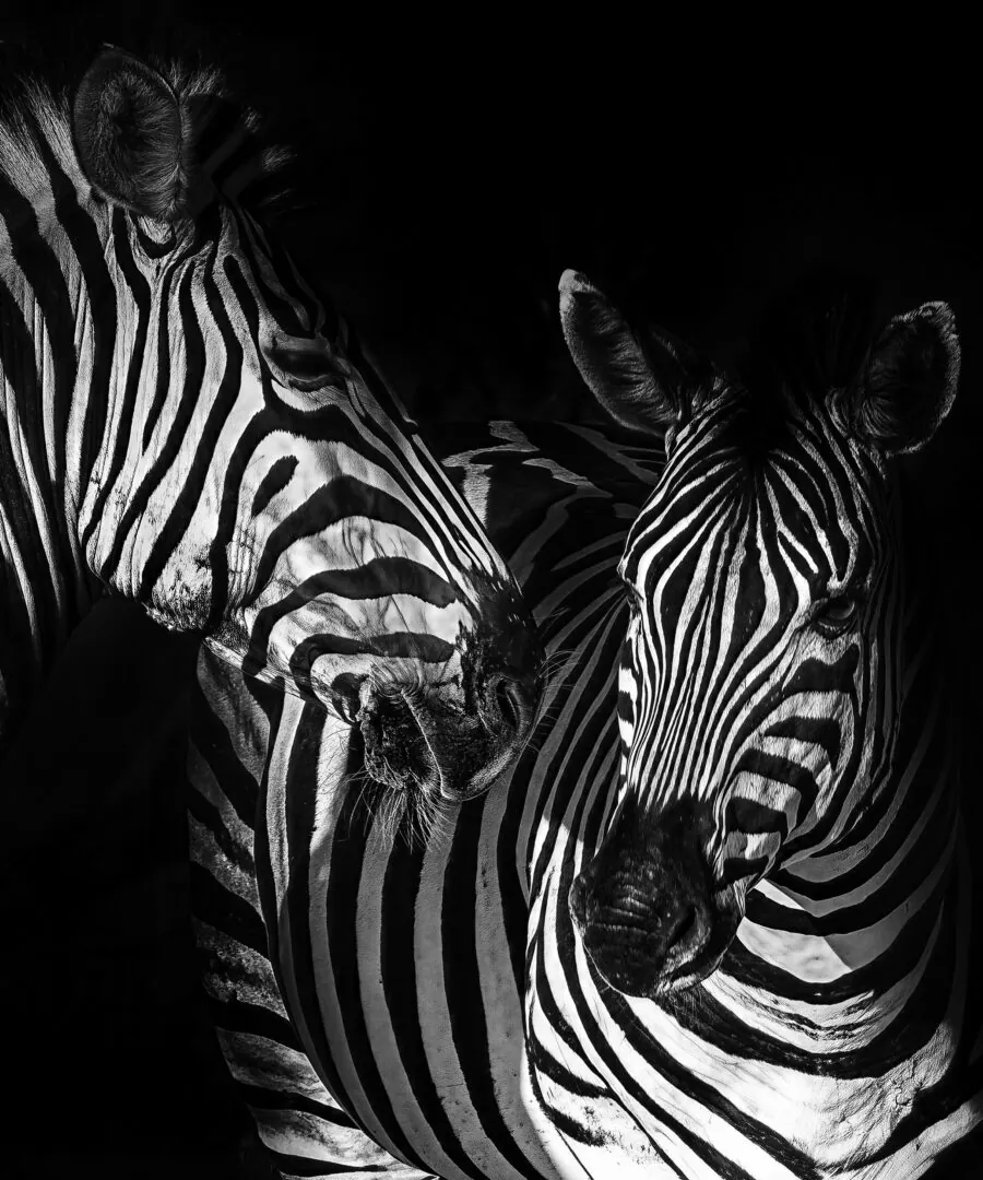 Two zebras in black and white against a black background